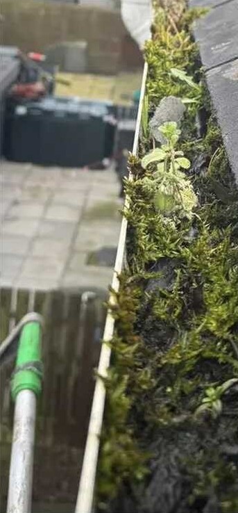 Gutter full of moss before clearing